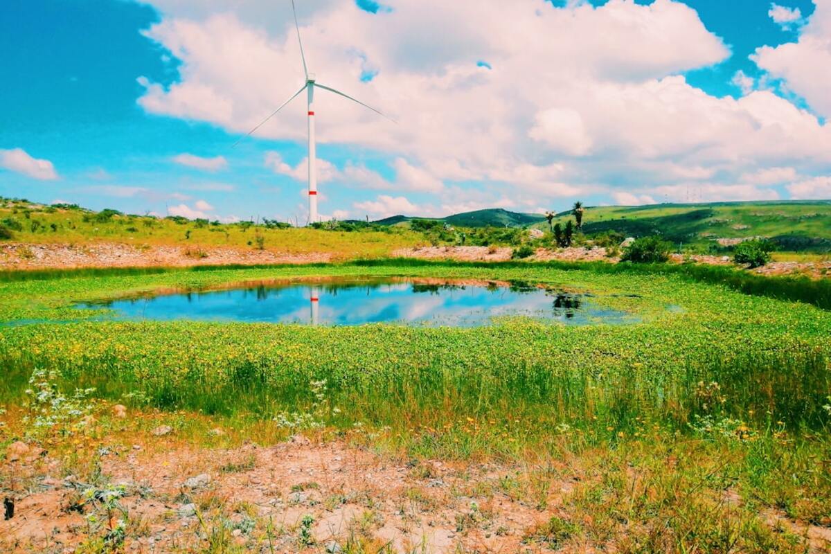 The Rise of Algae: Nature's Renewable Powerhouse in Sustainability