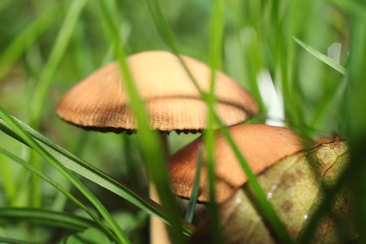 The Silent Revolution: Sustainable Mushroom Packaging