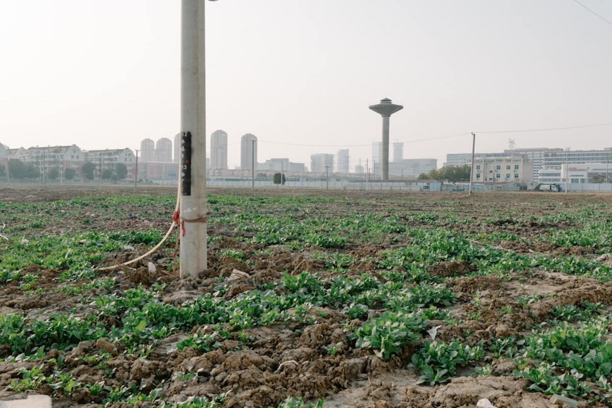 Vertical Farming: Revolutionizing Urban Agriculture